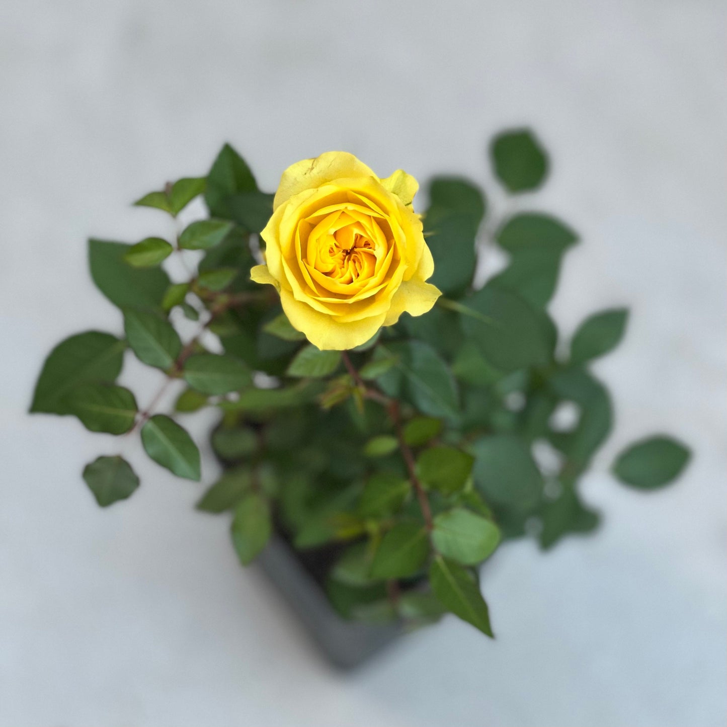 Sunny Beach Rose - Kate Roses