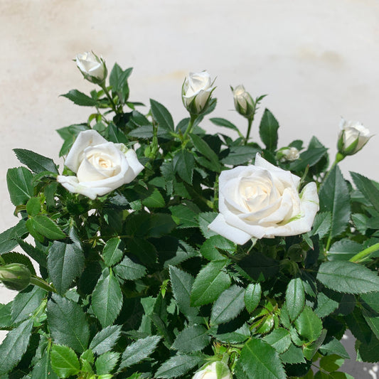 White Miniature Rose