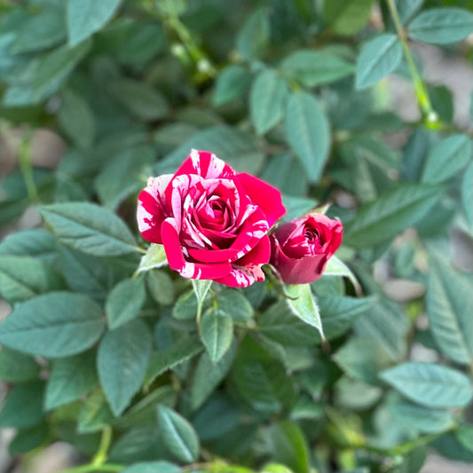 Miniature Rose Striped Red White