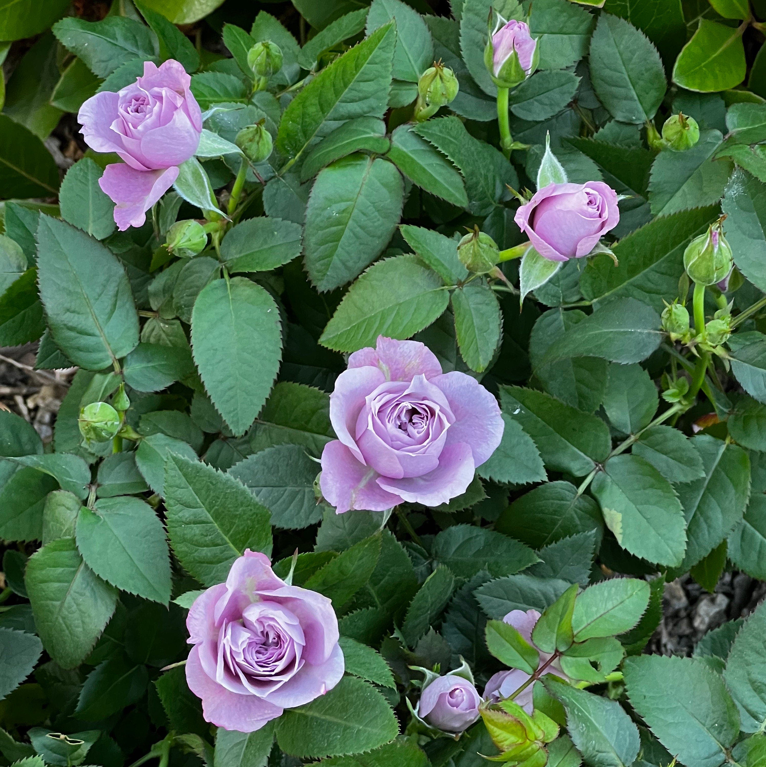 Mini Roses – Kate Roses