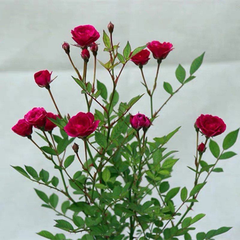 Mini Roses – Kate Roses