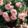 Masora Rose – Climbing or Shrub – Fruity Fragrance, Heat-Tolerant