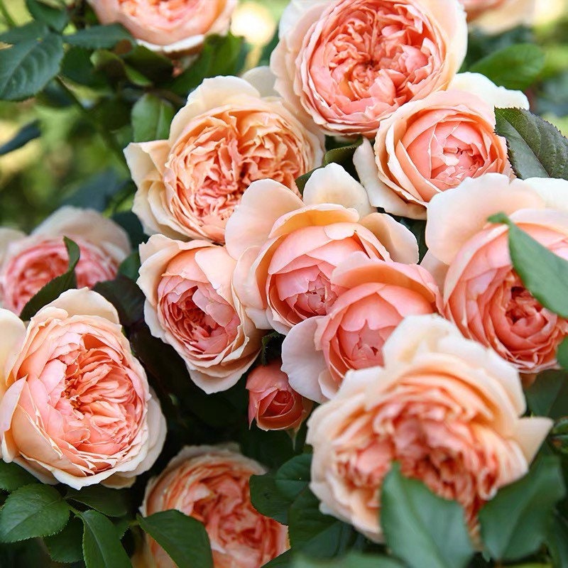 Masora Rose - Kate Roses