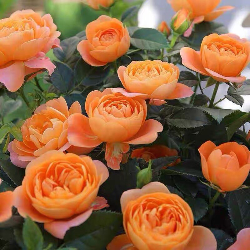 Juicy Terrazza Rose - Kate Roses