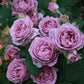 Shinoburedo Rose - Kate Roses