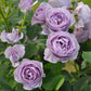 Shinoburedo Rose - Kate Roses