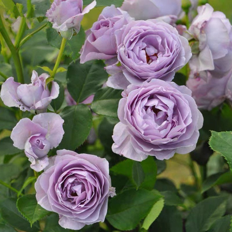 Shinoburedo Rose - Kate Roses