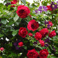 Republique de Montmartre Rose - Kate Roses