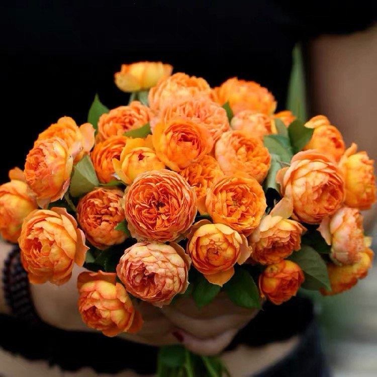 Kaman Roses Honey Caramel Rose | Kate Roses