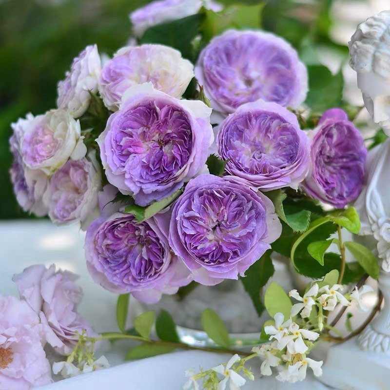 Japan Blue Roses Blue Moon Stone Rose - Japanese Blue Rose - Strong Lemon Scent – Kate Roses