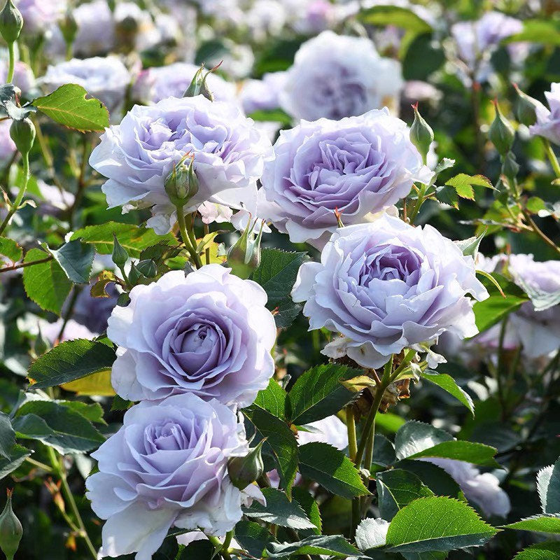 Ji Se Rose - Kate Roses