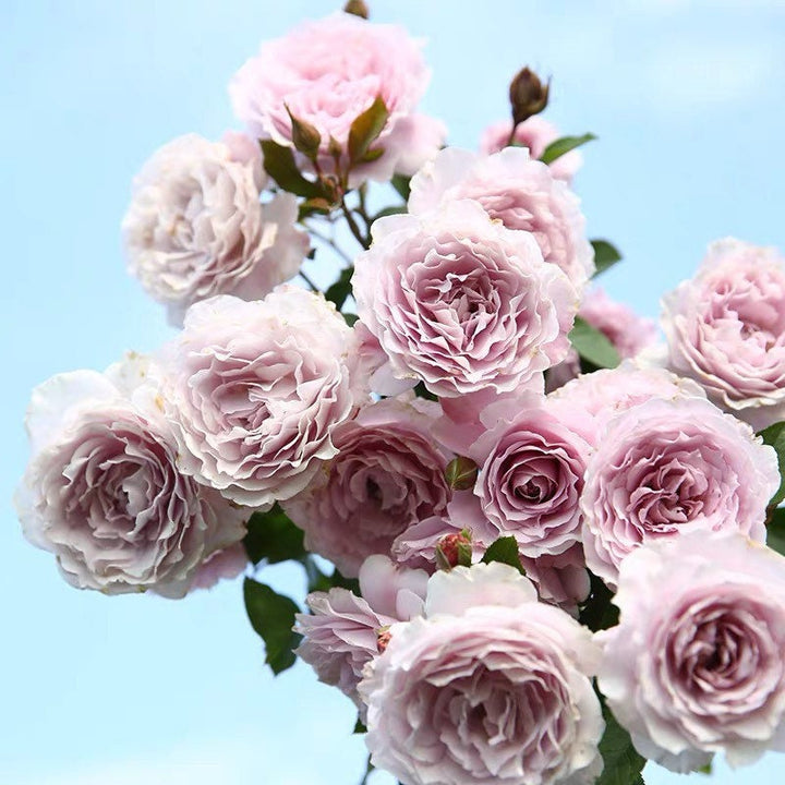 Japanese Roses – Kate Roses