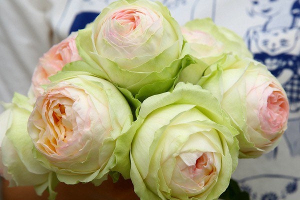 Armure Blanche Rose - Kate Roses
