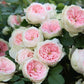 Pompon Veranda Rose - Kate Roses