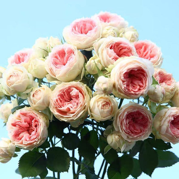 Pompon Veranda Rose – Cream and Pink Spray Bloom Rose | Kate Roses