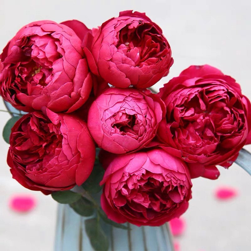 Autumn Rouge Rose - Kate Roses