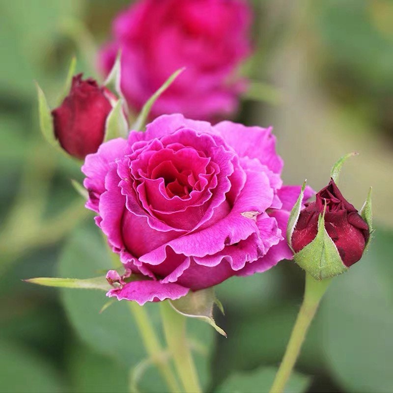 Ramukan Rose - Kate Roses