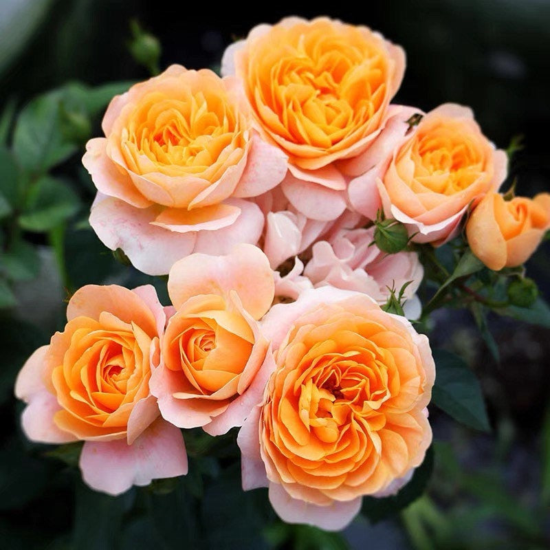 Juicy Terrazza Rose - Kate Roses