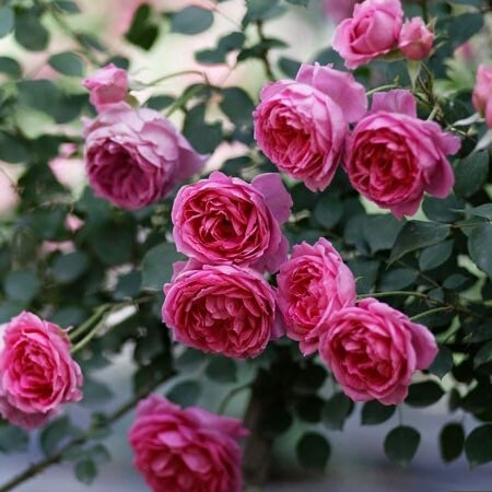Parade Rose