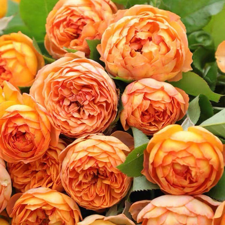 Kaman Roses Honey Caramel Rose | Kate Roses