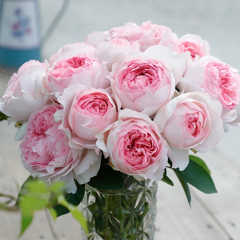 Yves L‘esprit de fille Rose - Kate Roses