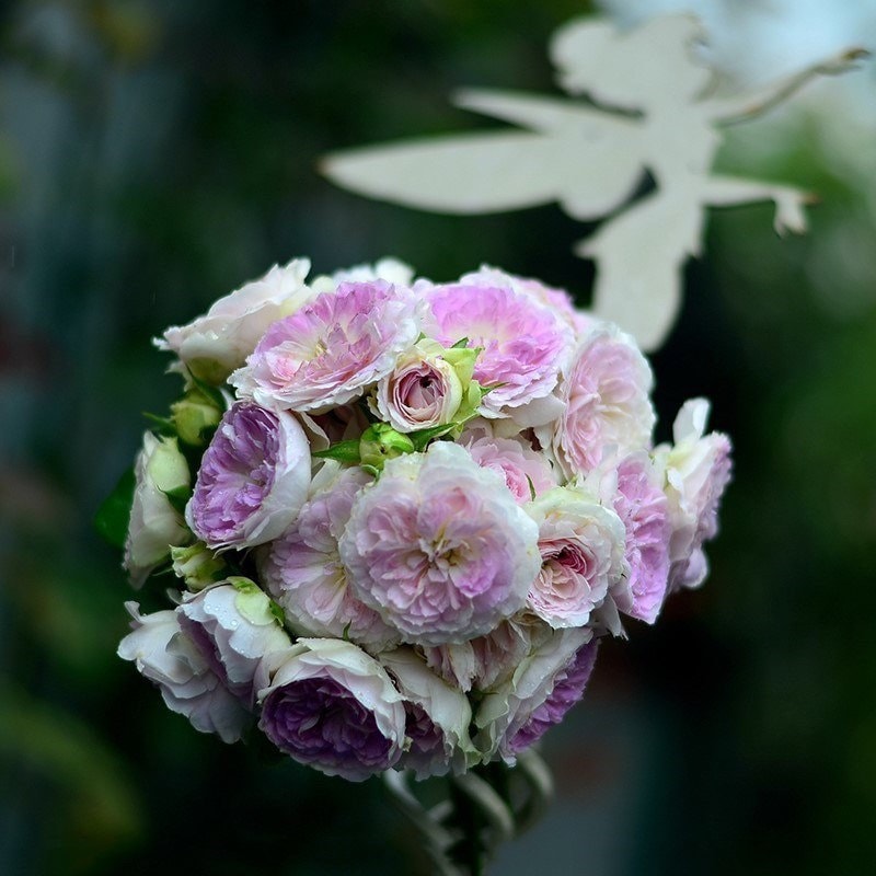 Blue Moon Stone Rose - Kate Roses