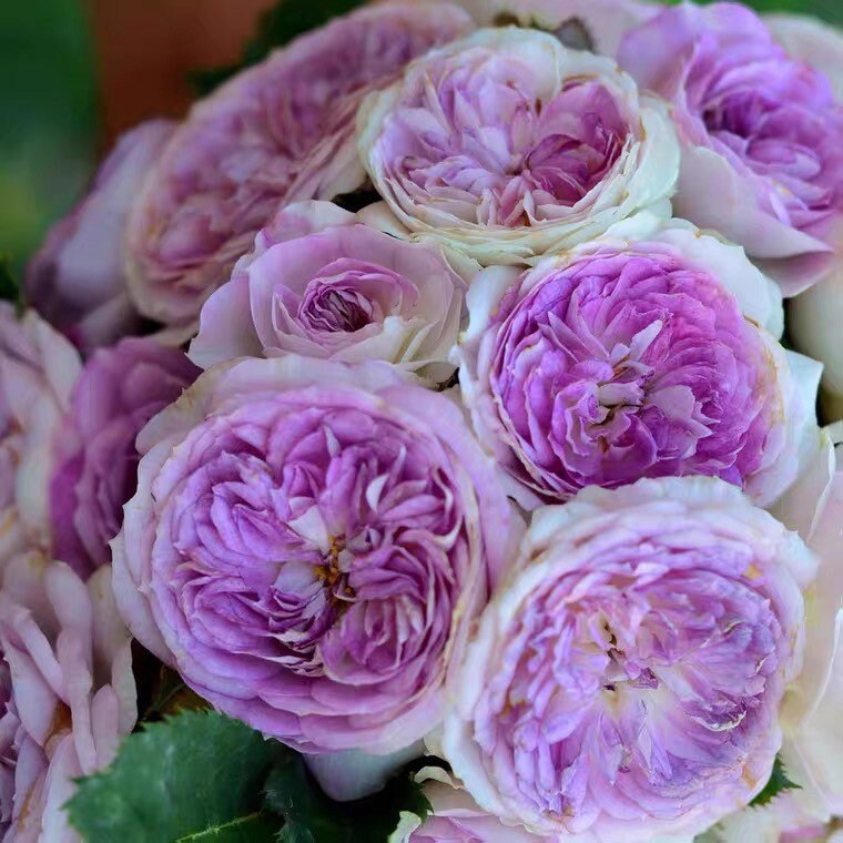 Japan Blue Roses Blue Moon Stone Rose - Japanese Blue Rose - Strong Lemon Scent – Kate Roses