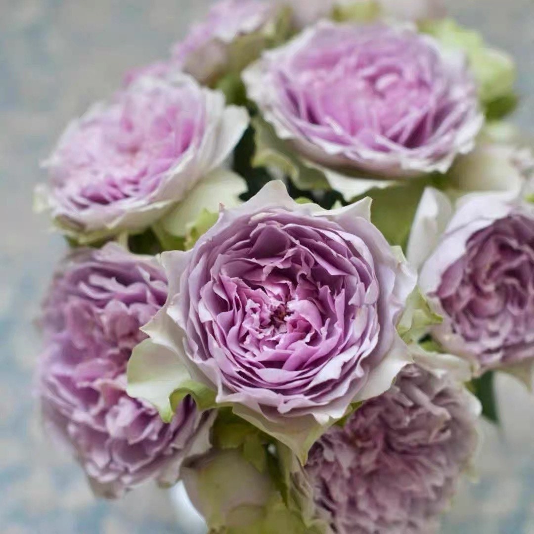 Japanese Tea Roses Japanese Roses – Kate Roses