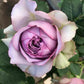 Coffret Rose - Kate Roses