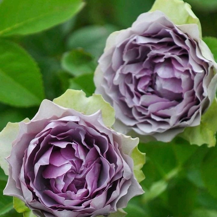 Coffret Rose - Kate Roses
