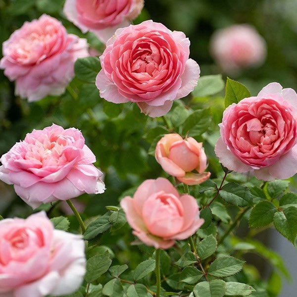 Chinese Jumbo Roses Chinese Rose | Kate Roses