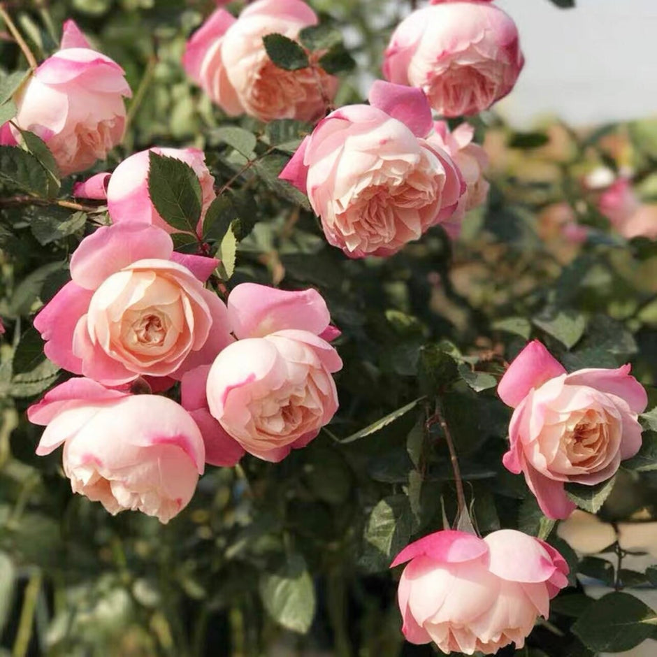 Japanese Roses – Kate Roses