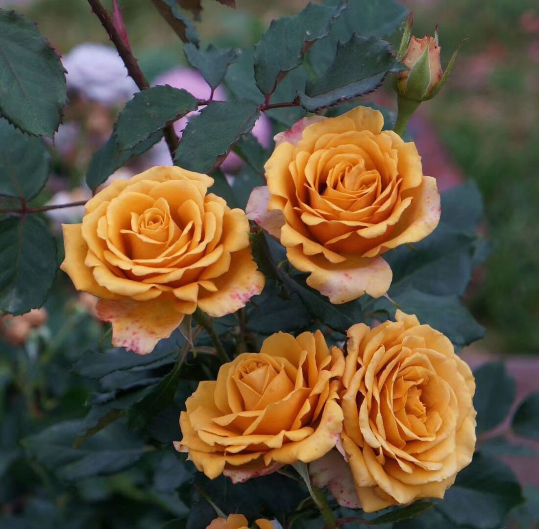 Pine Dream Rose - Kate Roses