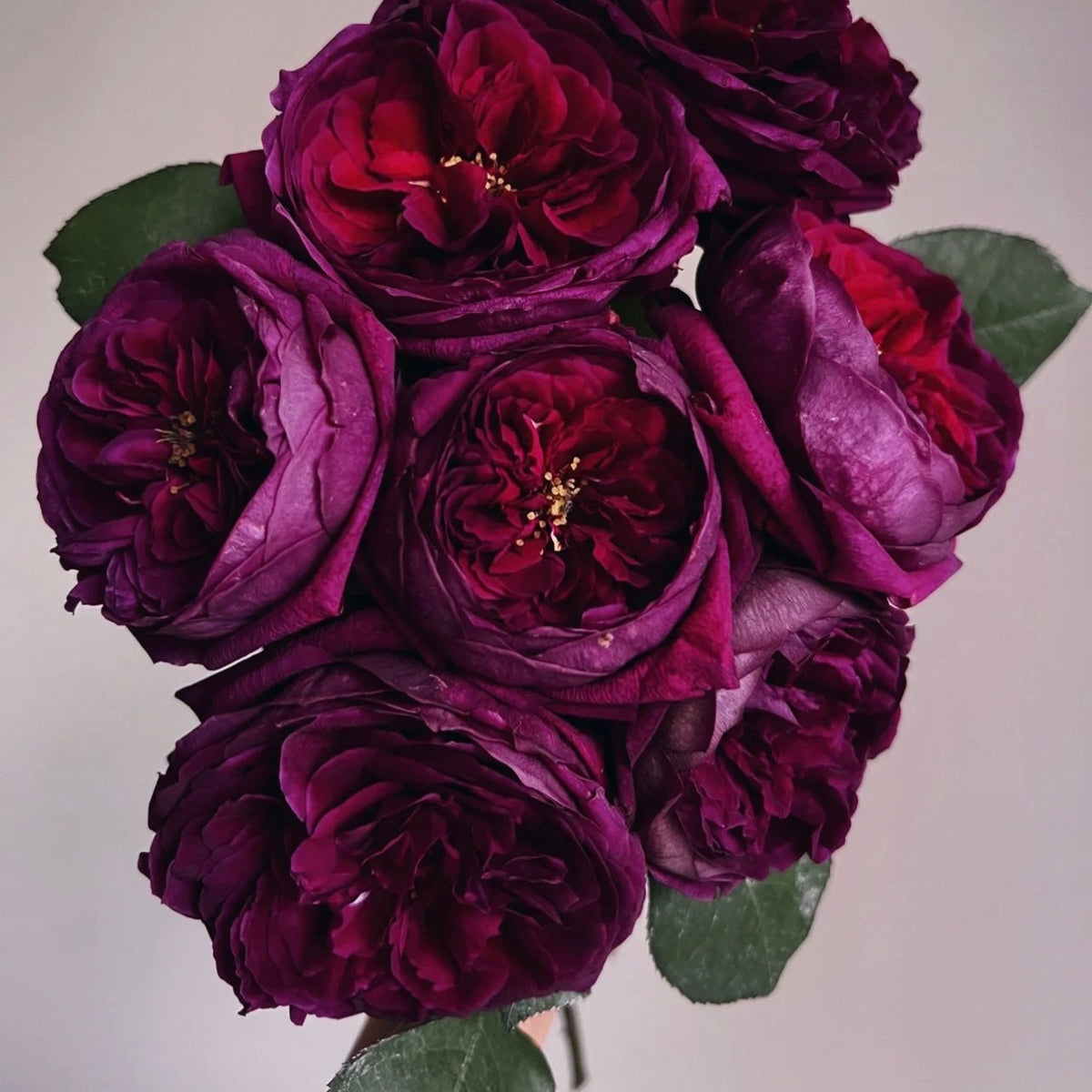 Royal Red Roses Royal Palace – Dark Red Shrub Rose - Strong Fragrance | Kate Roses