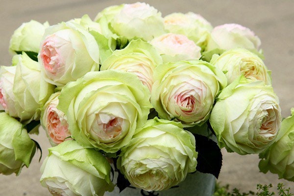 Armure Blanche Rose - Kate Roses