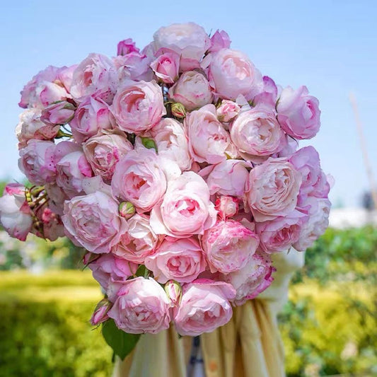 Strawberry Macaron Rose - Kate Roses