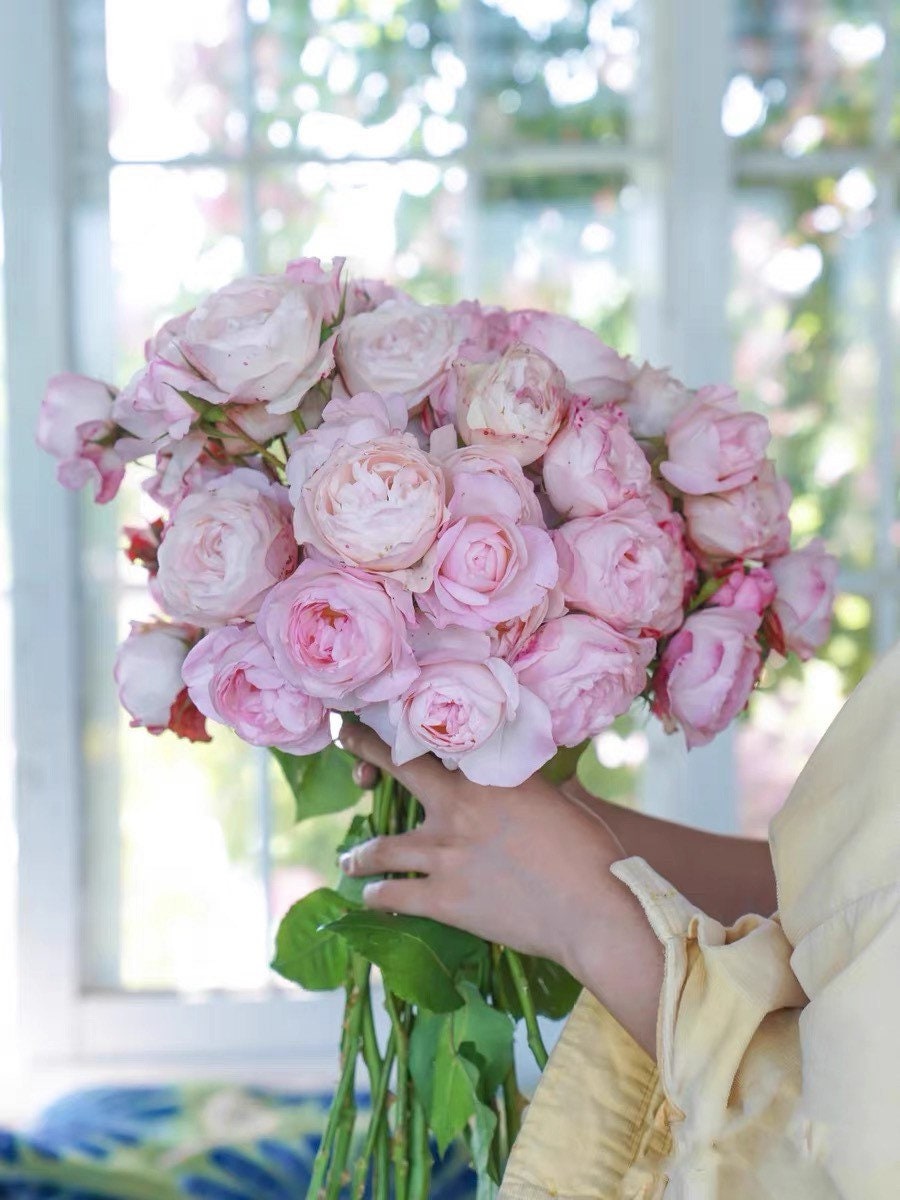 Strawberry Macaron Rose - Kate Roses