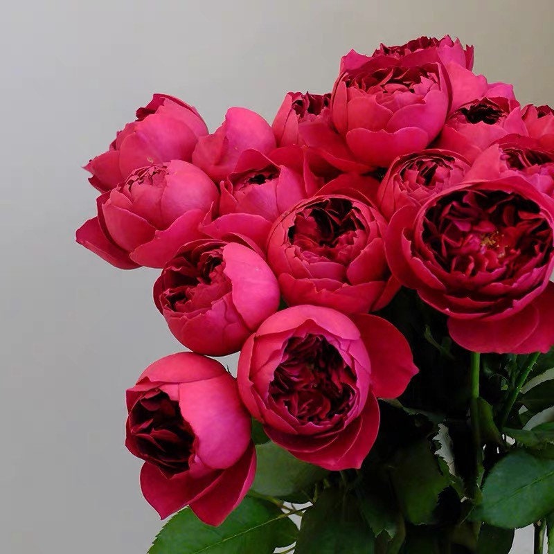 Autumn Rouge Rose - Japanese Fragrant Rose - Elegance Red Flower – Kate ...
