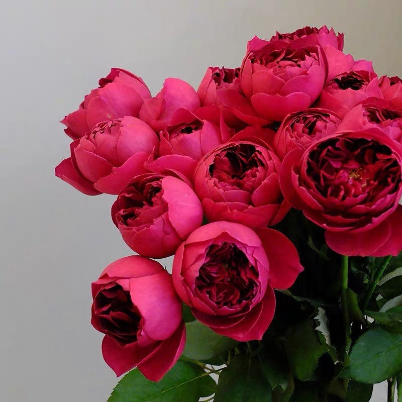 Autumn Rouge Rose - Kate Roses