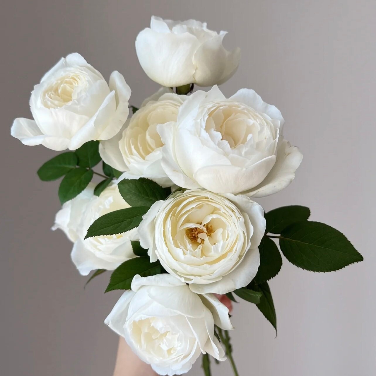 Wedding Road Cloche de Mariage Rose - Kate Roses