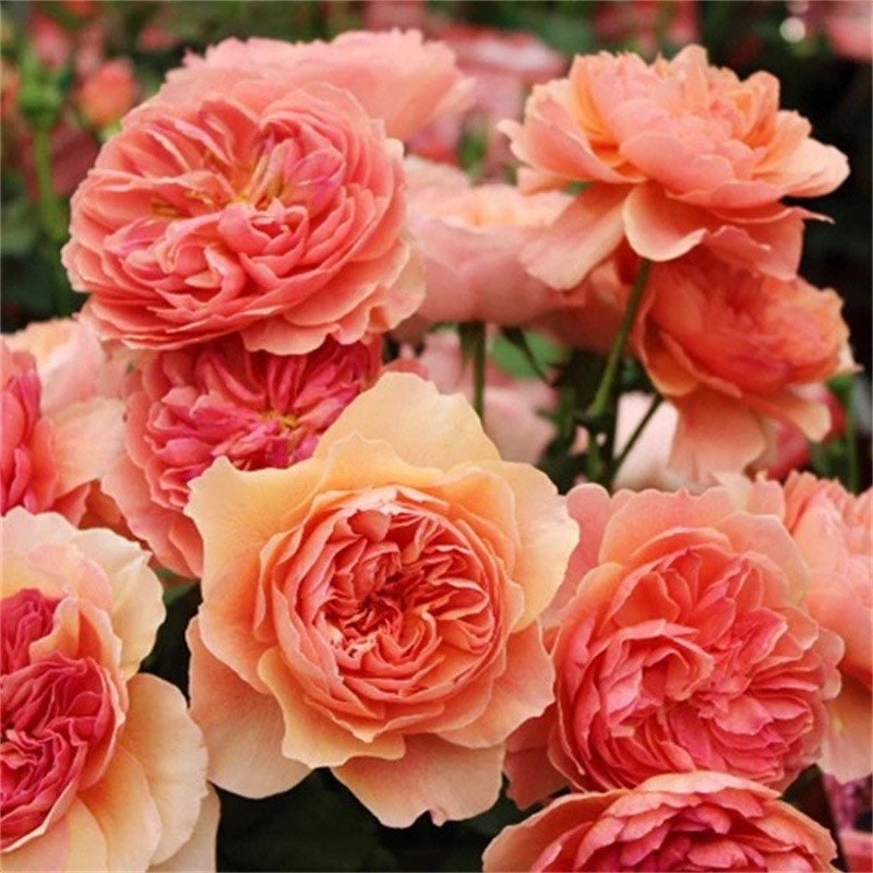 Japanese Tea Roses Japanese Roses – Kate Roses