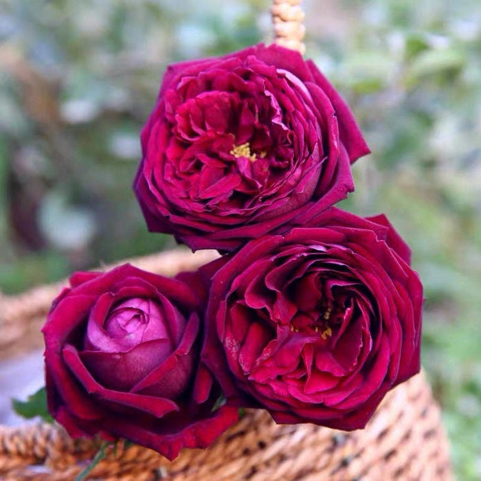 Royal Palace – Dark Red Shrub Rose - Strong Fragrance | Kate Roses