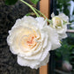 Shirabe Rose