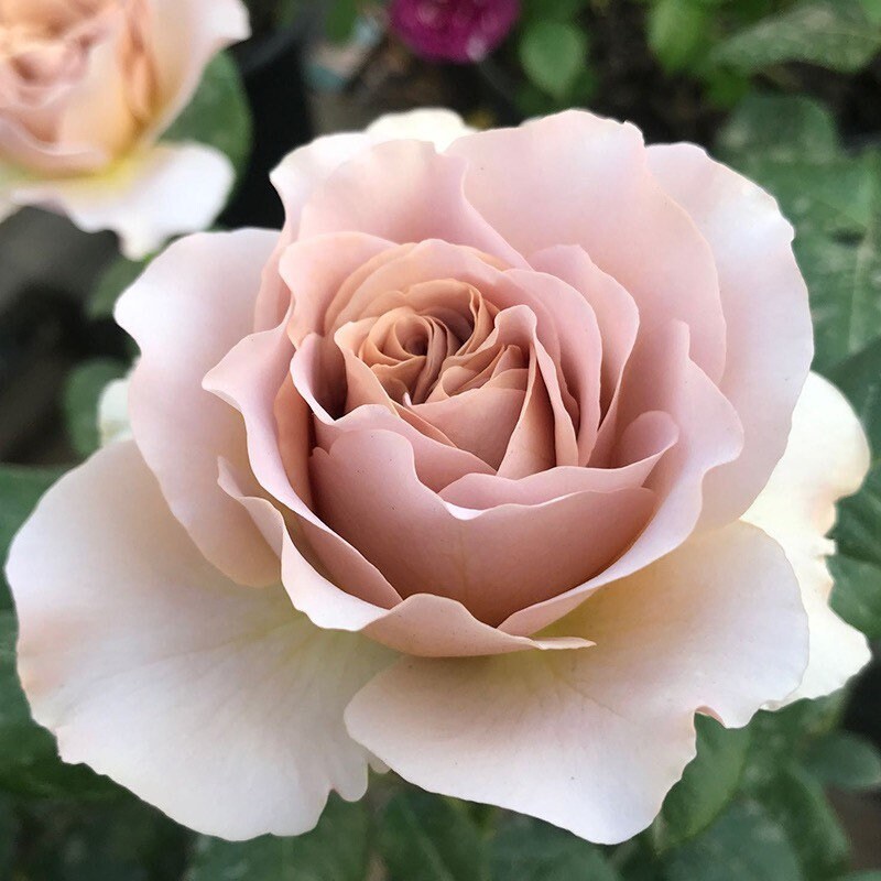 Caffe Latte Rose - Kate Roses