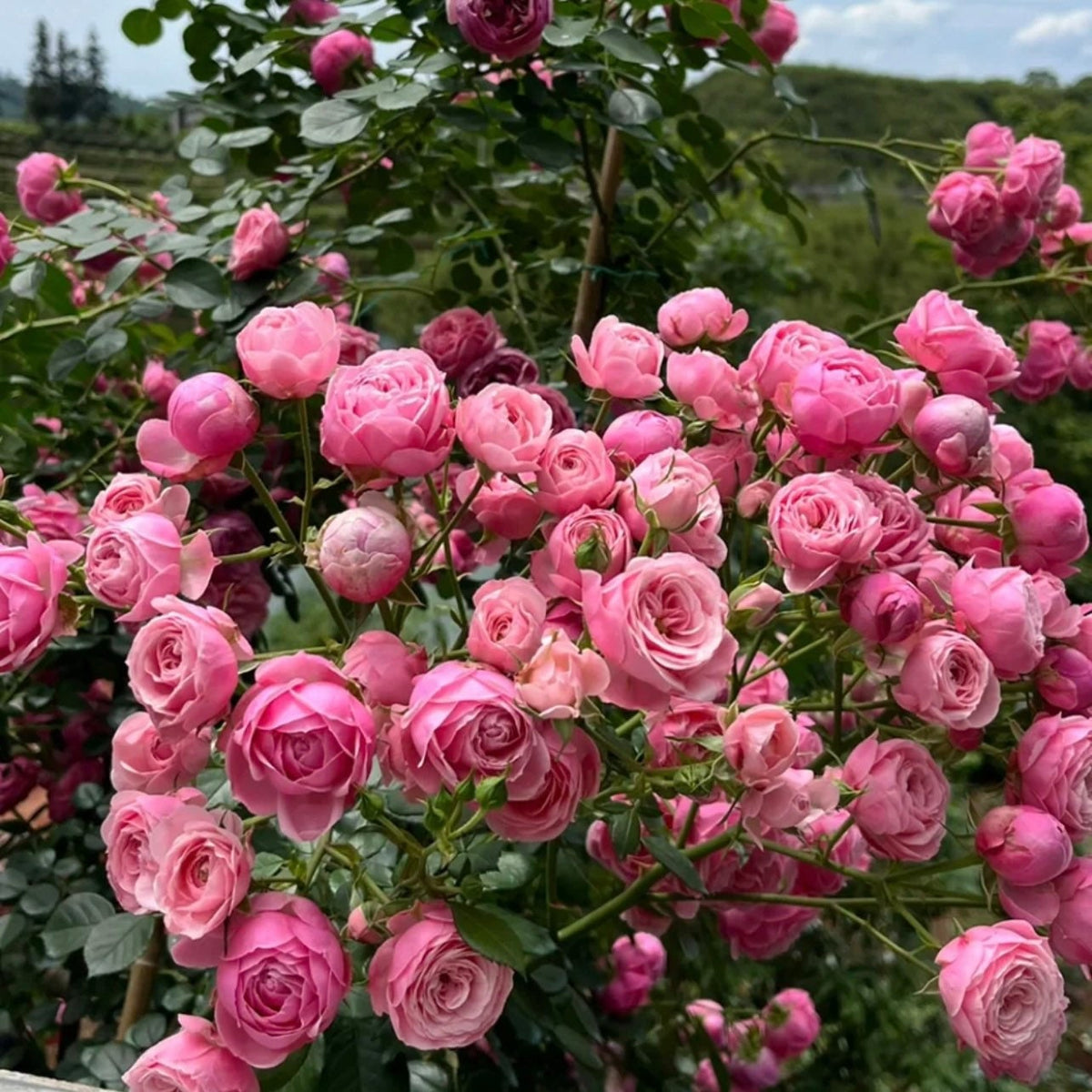 Pomponella Rose – Hardy Climbing Rose – Disease-Resistant | Kate Roses