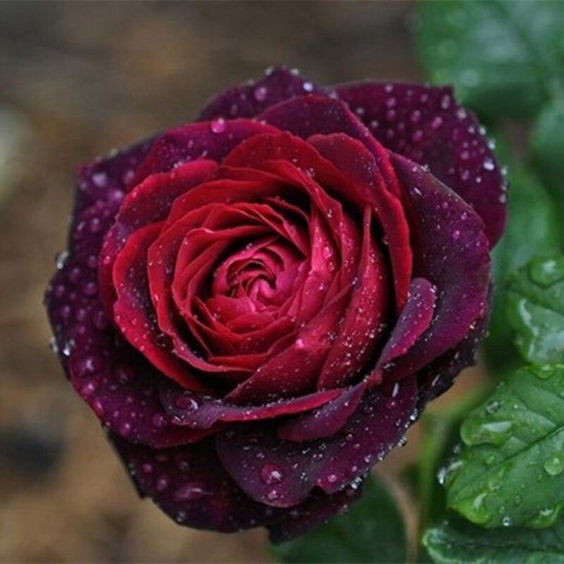 Black Caviar Rose - Kate Roses