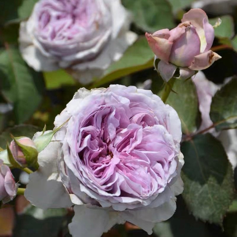 Lilas Rose - Kate Roses