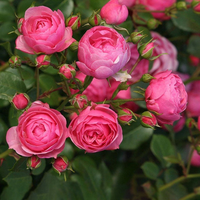 Pomponella Rose – Hardy Climbing Rose – Disease-Resistant | Kate Roses