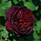Black Caviar Rose