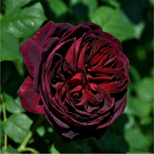 Black Caviar Rose - Kate Roses